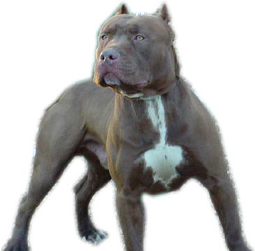 massari